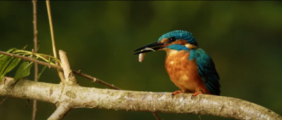 L’IFFCAM : là où naissent les regards sur le vivant - Union des Chefs Opérateurs